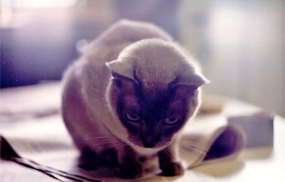 Shadow