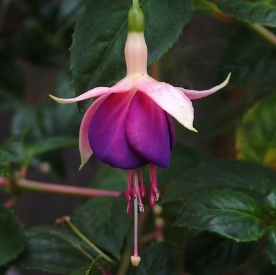 Fuschia II