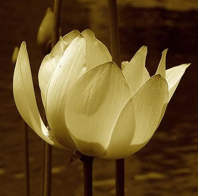 Lotus FLower