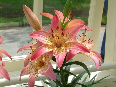 Flower in a window