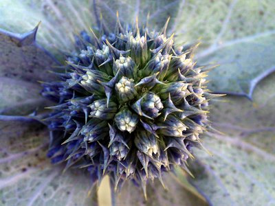 Eryngium maritimum