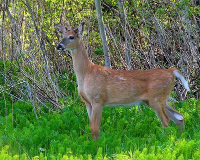 Young Buck in the Shadows