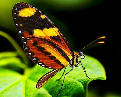 Sumptuous butterfly