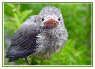~ Grumpy Bird ~