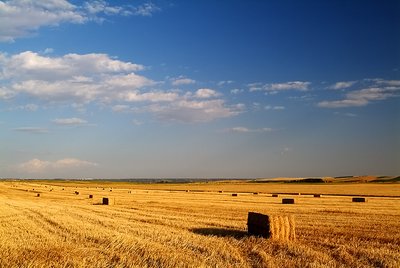 Harvested Field