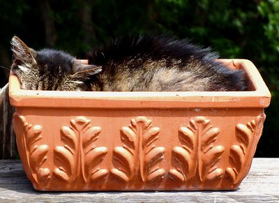 Tiger in a Pot