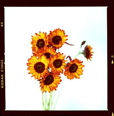 Sunflowers Crossed 2
