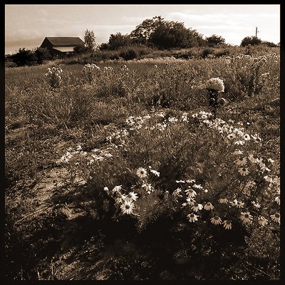 Farmers Daisies