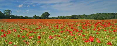 Poppy Panorama