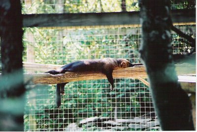 Shubenacadie Siesta