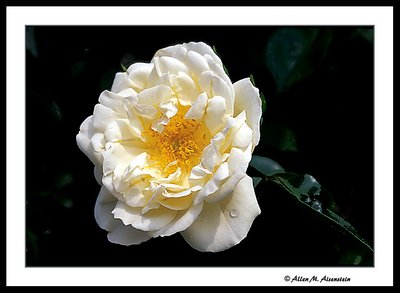Longwod Rose (s1636)