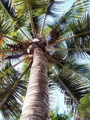  Palm Tree from Below