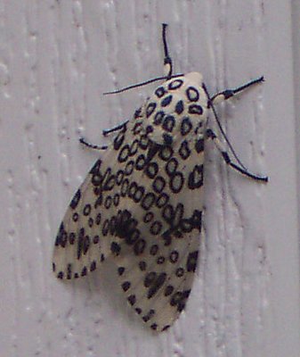 Moth