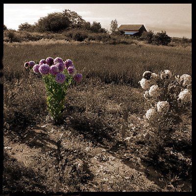 Chinese Poppies 