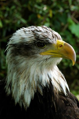 Bald eagle