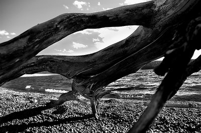 driftwood