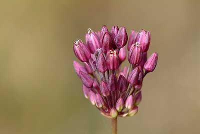 Allium sphaerocephalon 
