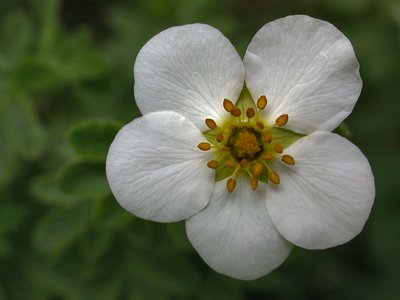 Macro photo of a simple but beautiful flower.