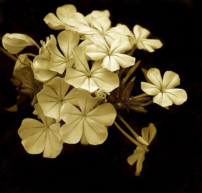 black and white flowers