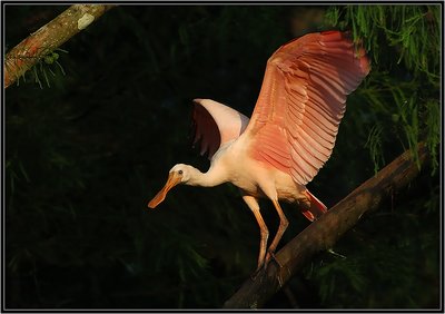 Roseate Spoonbill (Immature)