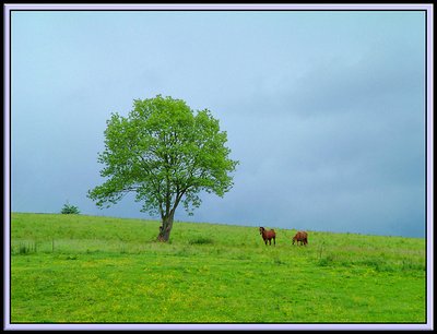 A Fairy Tree