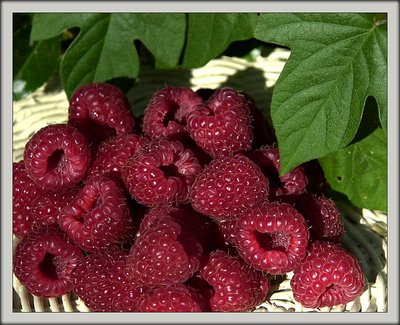 Raspberry(1)