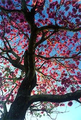 tree and flowers