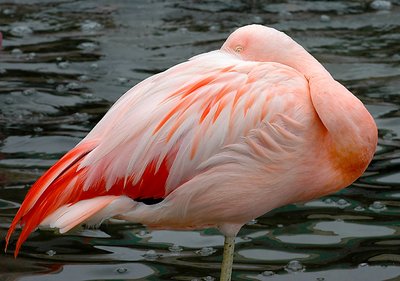 Flamingo Eye