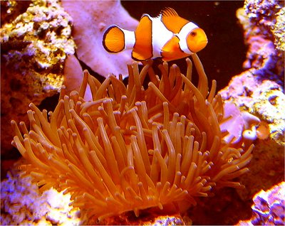 Clownfish - Peixe Palhaco