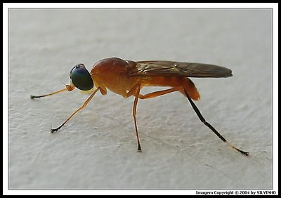 Transparent Fly (Mosca Transparente) 