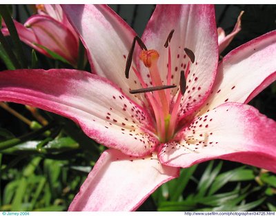 Pink Lily