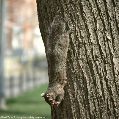 Hangin' Out, Havin' a Nut!