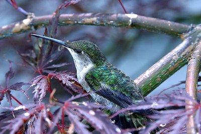 Hummingbird