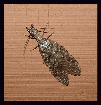 Dobsonfly