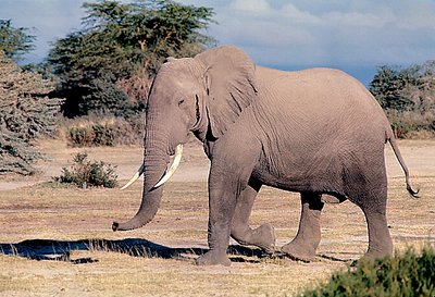 African Elephant