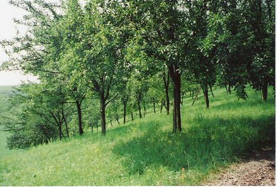 Sloped Orchard