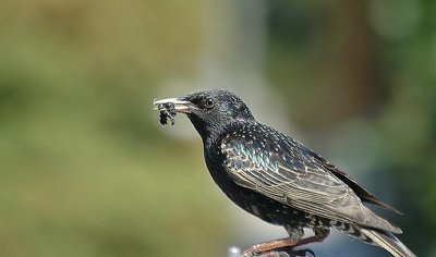 'blackbird with his lunch'