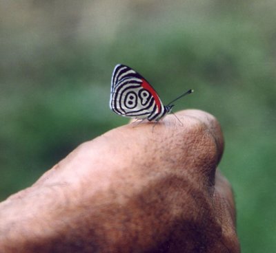 Butterfly 89