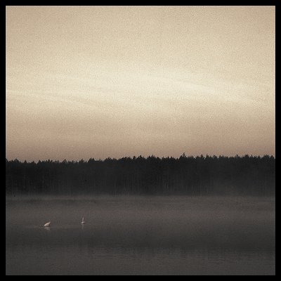 swans at dawn