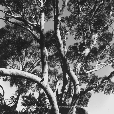 Heritage (As You Find It) Angophora
