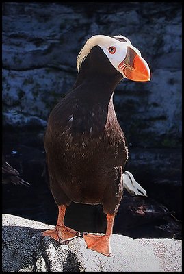 Tufted Puffin