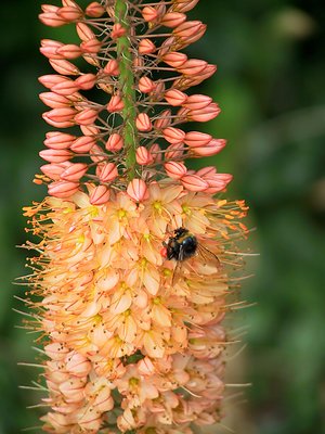 Flower in June 2