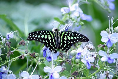 Tailed Jay Butterfly