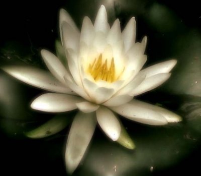 Water Lily