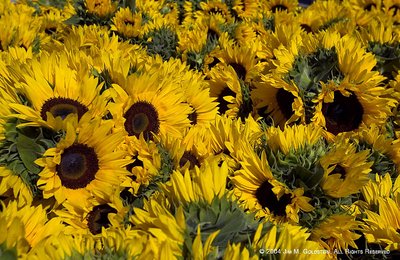 Sunflowers Galore