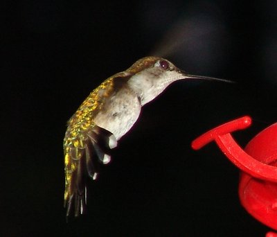 Hummer in the dark