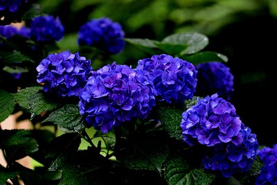 Cobalt Blue Hydrangea