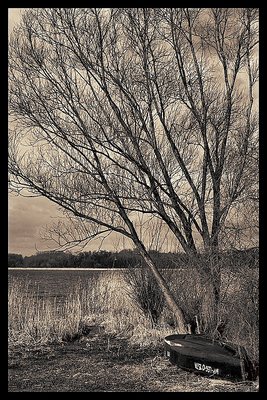 a boat & a tree