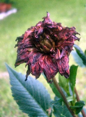 Death of a Dahlia