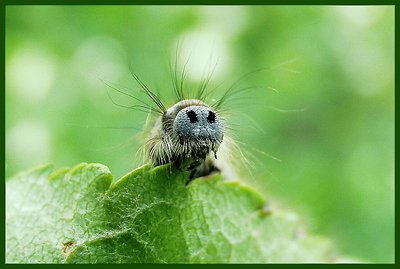 Curious little caterpillar